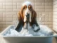 ¿Cómo Bañar a un Basset Hound y Cada Cuánto Hacerlo? Guía de Aseo para Tu Compañero de Orejas Largas